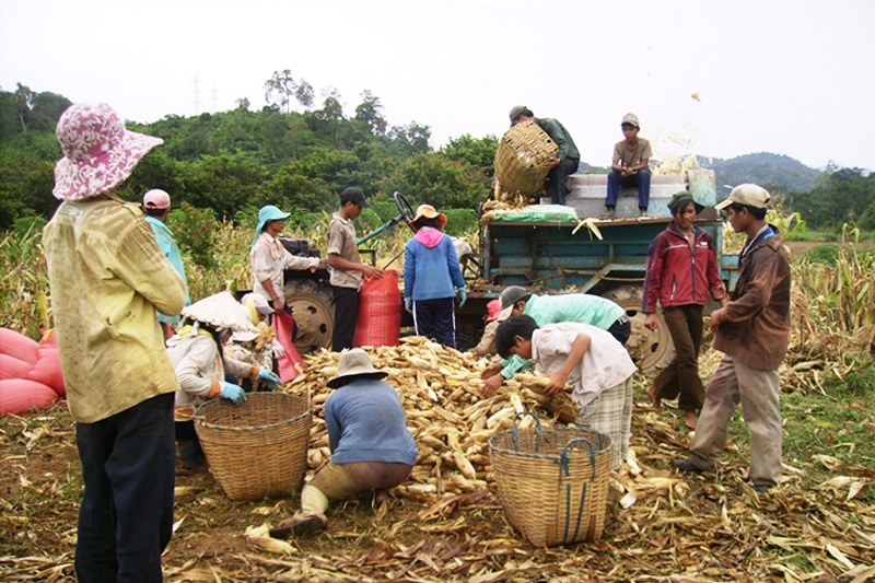  Bắp ngô nội địa gặp khó khăn khi cạnh tranh với các bắp ngô nhập khẩu giá rẻ 
